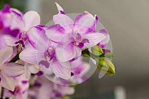 è´è¶å…°ï¼ˆå­¦åï¼šPhalaenopsis aphrodite H. G. Reichenbachï¼‰